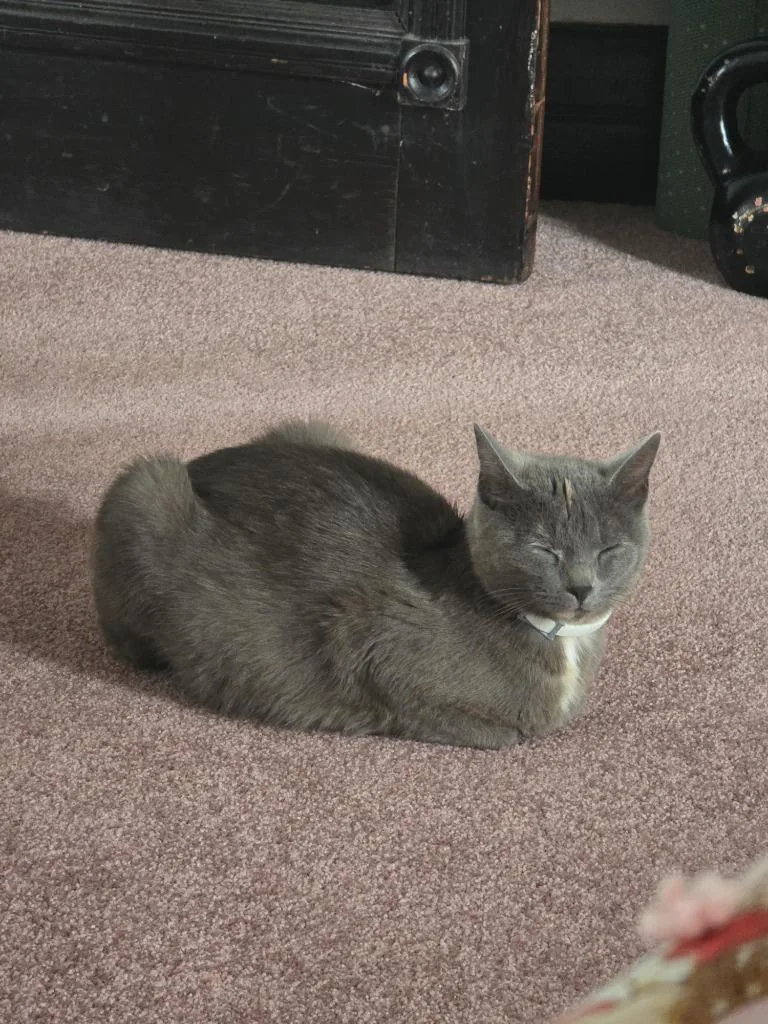 A young small-sized female Domestic Short Hair cat named Ethel for adoption in Bloomington, IN