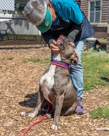 An adult large-sized male Mixed Breed dog named Othello for adoption in Chamblee, GA