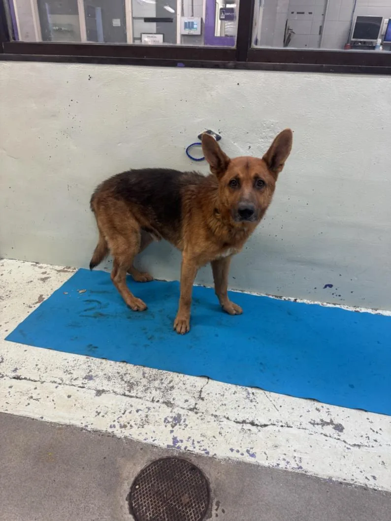 An adult large-sized male German Shepherd Dog dog named Big Daddy for adoption in Houston, TX