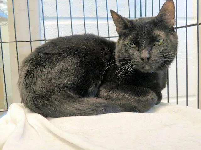 A young small-sized male Domestic Short Hair cat named Salem for adoption in Oklahoma City, OK