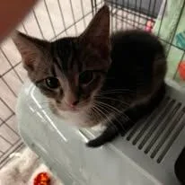 A baby medium-sized female Tabby (Buff / Tan / Fawn) Domestic Short Hair cat named Caramel Mocha for adoption in Findlay, OH