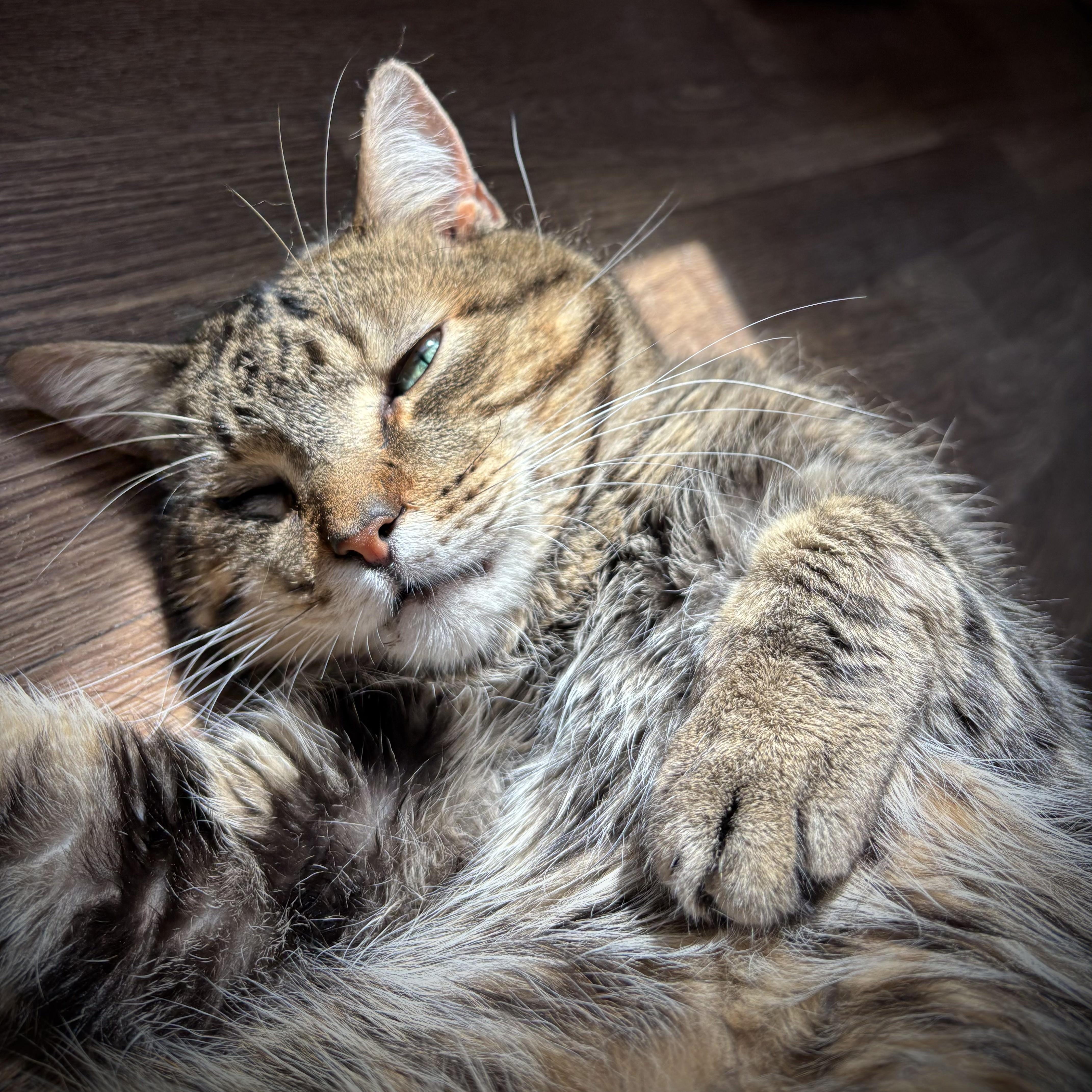 A young medium-sized male Tabby (Brown / Chocolate) Domestic Short Hair cat named Virgil for adoption in Buffalo, NY