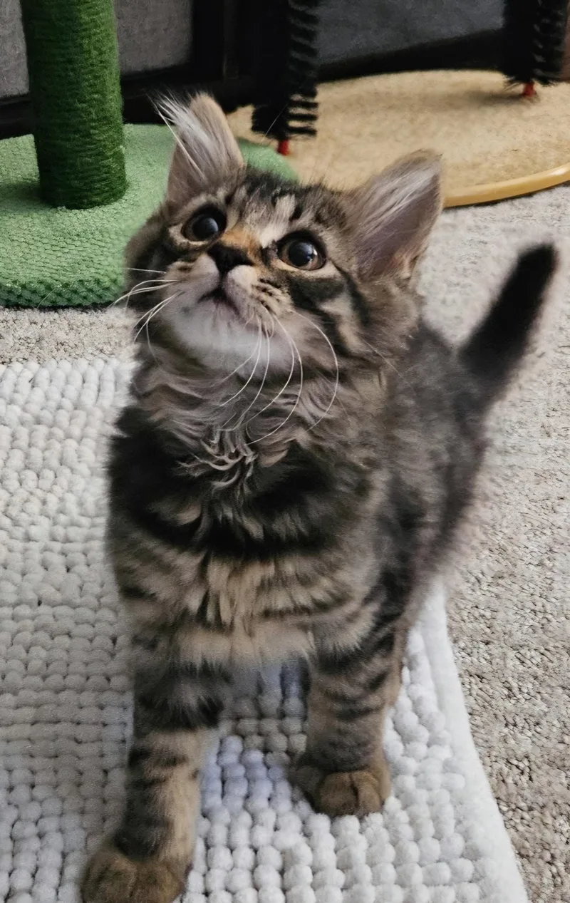 A baby medium-sized male Tabby (Brown / Chocolate) Domestic Medium Hair cat named Benedict for adoption in Johnson City, TN
