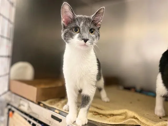 A baby small-sized female Domestic Short Hair cat named Gretchen for adoption in Fort Wayne, IN