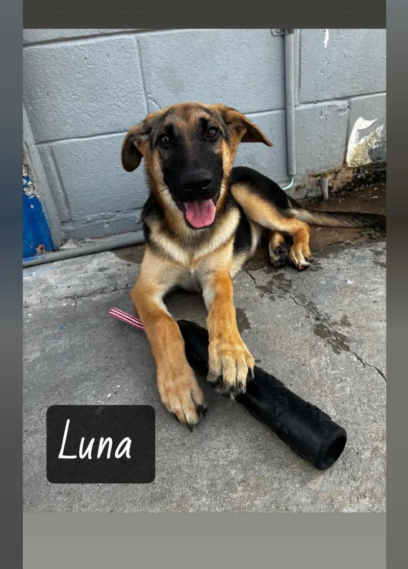 Luna thumbnail 2