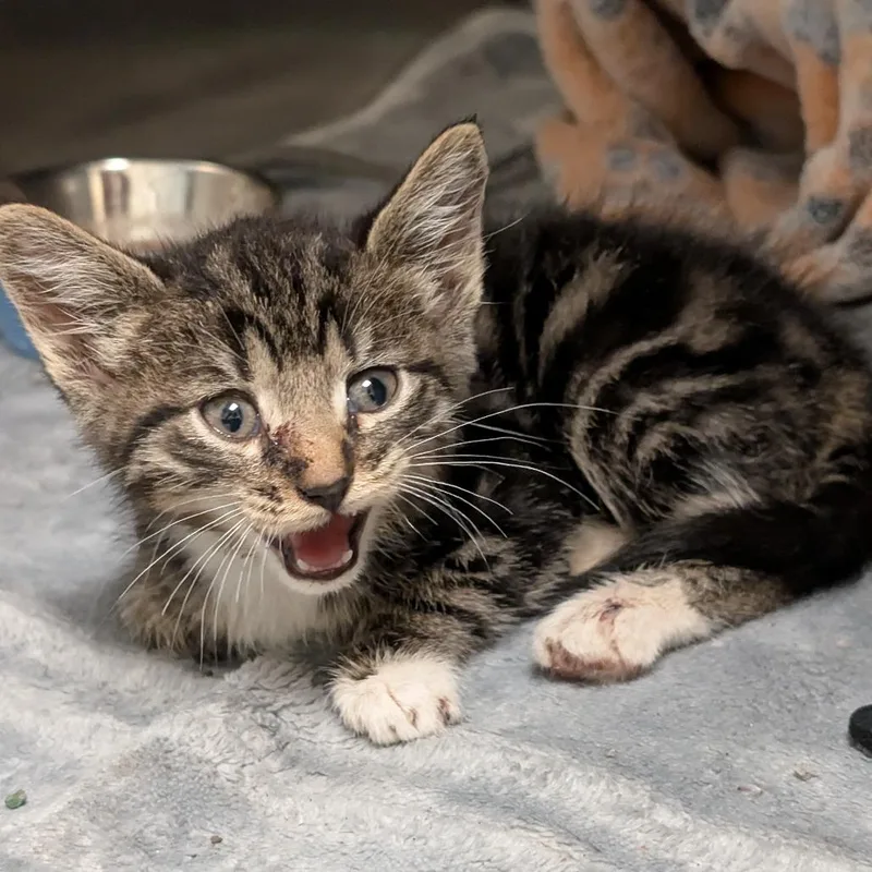 A baby small-sized female Black Domestic Short Hair cat named Jolene for adoption in Columbus, GA