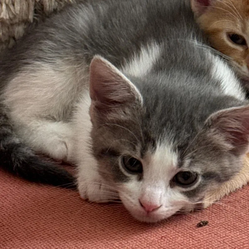 A baby small-sized female White Domestic Short Hair cat named Syvlie for adoption in Huntsville, AL
