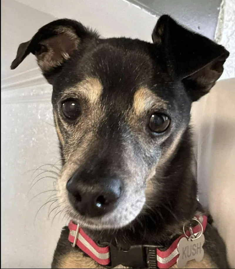A senior small-sized male Chihuahua dog named Kush for adoption in Long Island City, NY