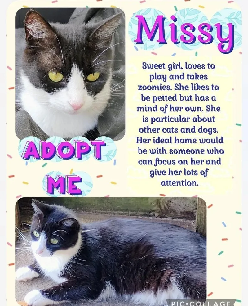 A young medium-sized female Black & White / Tuxedo American Shorthair cat named Missy for adoption in Kannapolis, NC