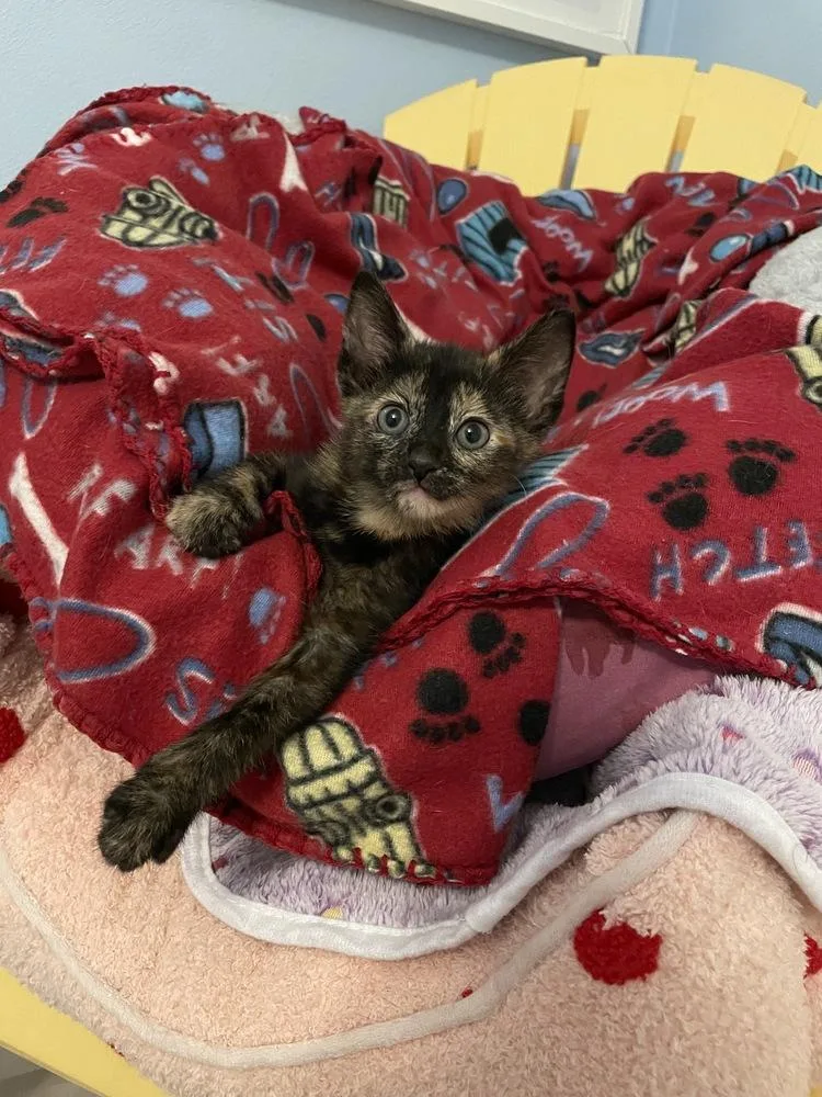 A baby small-sized female Domestic Short Hair cat named Liza for adoption in Poplar Grove, IL
