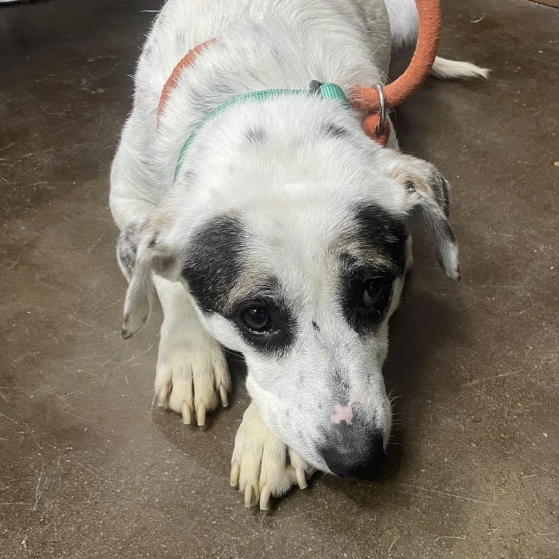 An adult medium-sized female White / Cream Hound dog named Harley for adoption in Springfield, MO