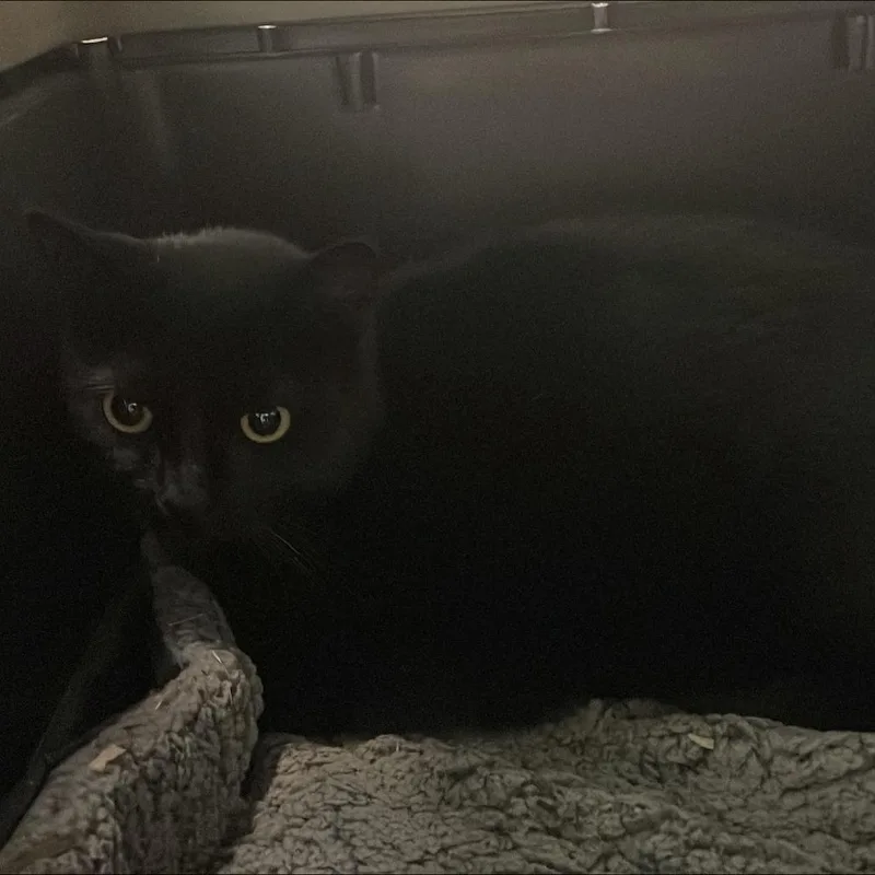 An adult small-sized male Black Domestic Medium Hair cat named Blue Thistles for adoption in Tacoma, WA