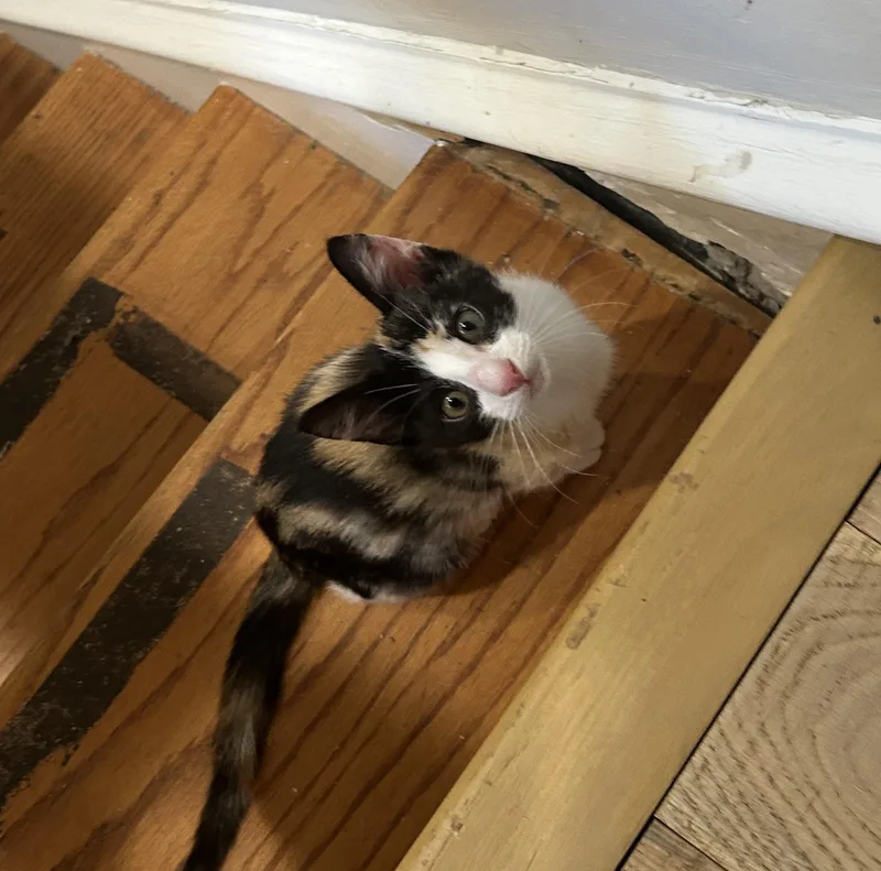 A baby small-sized female Domestic Short Hair cat named Stoney for adoption in Havertown, PA