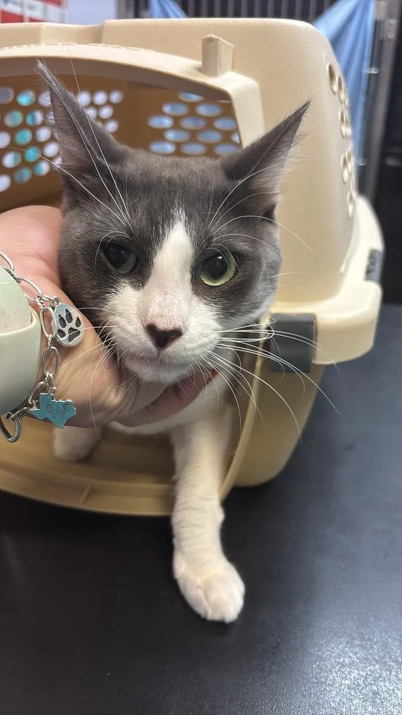 A young large-sized male Domestic Short Hair cat named Montoya for adoption in New Braunfels, TX