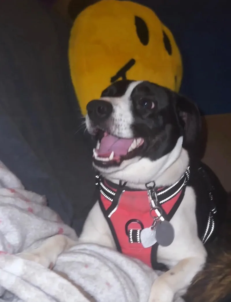 A young medium-sized female Black Pointer dog named Gigi for adoption in Brentwood, TN