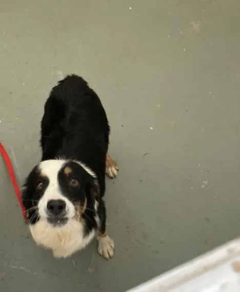 An adult medium-sized female Black Australian Shepherd dog named Clay for adoption in Fort Collins, CO