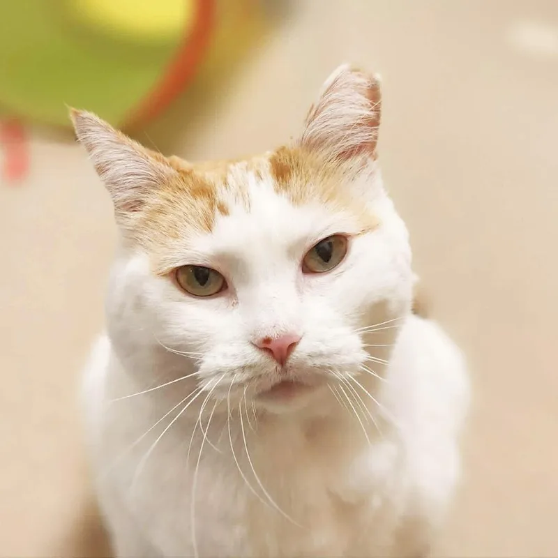 A senior large-sized female White Domestic Short Hair cat named Cecilia for adoption in Oshkosh, WI