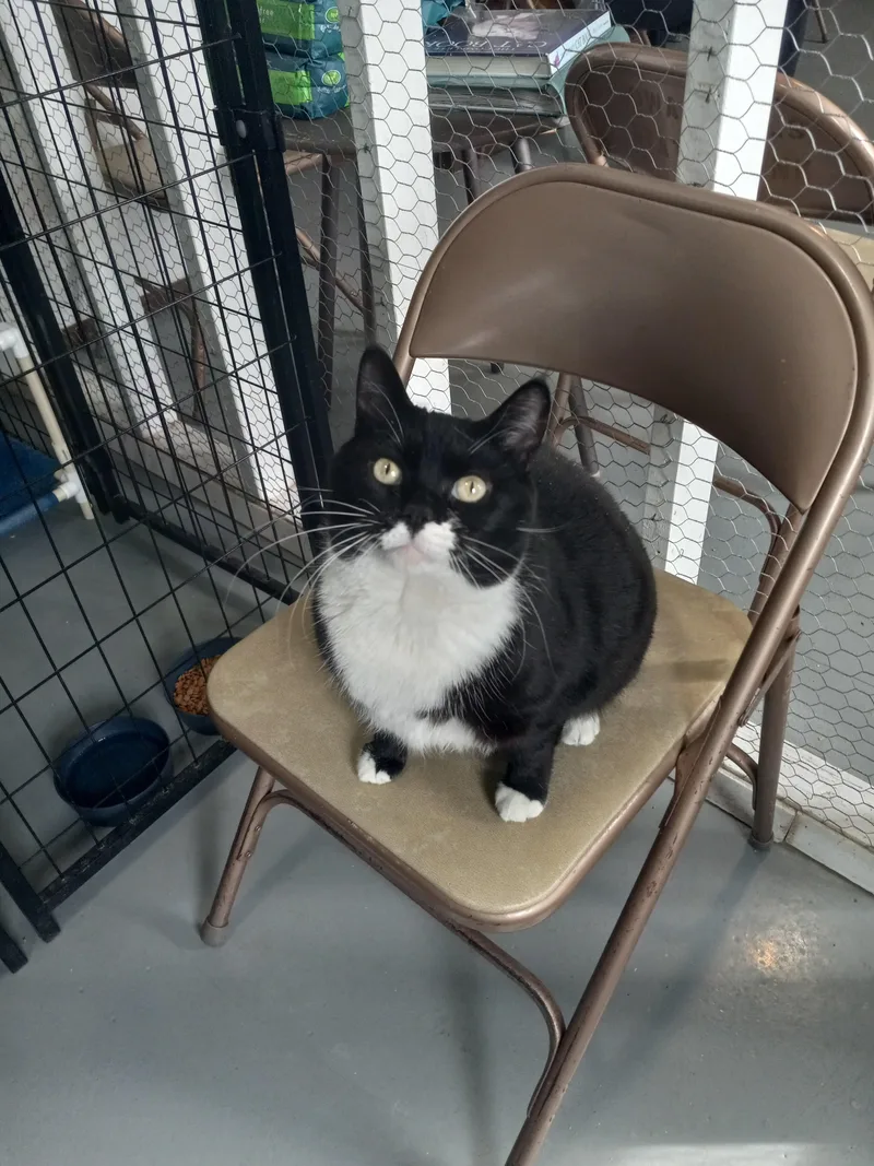 An adult large-sized female Domestic Short Hair cat named Mikki for adoption in Iowa Falls, IA
