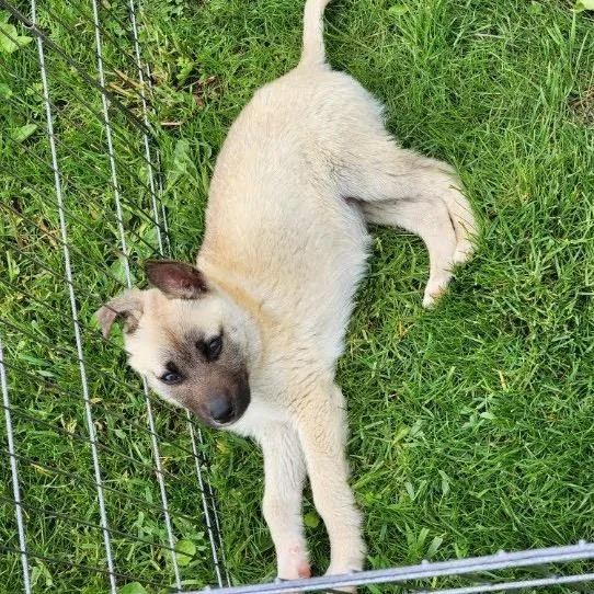 A baby small-sized male Yellow / Tan / Blond / Fawn Shepherd dog named River for adoption in Northville, MI