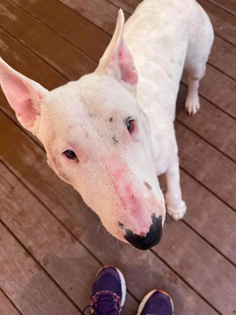 An adult medium-sized female Bull Terrier dog named Scully for adoption in St. Augustine, FL