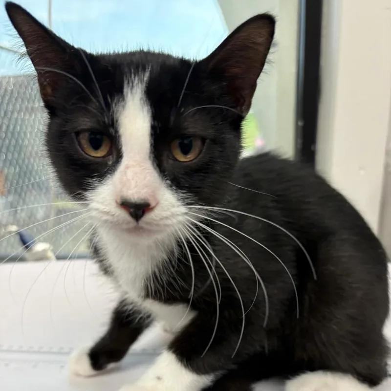 A baby small-sized male Black Domestic Short Hair cat named Soda Pop for adoption in Columbiana, AL