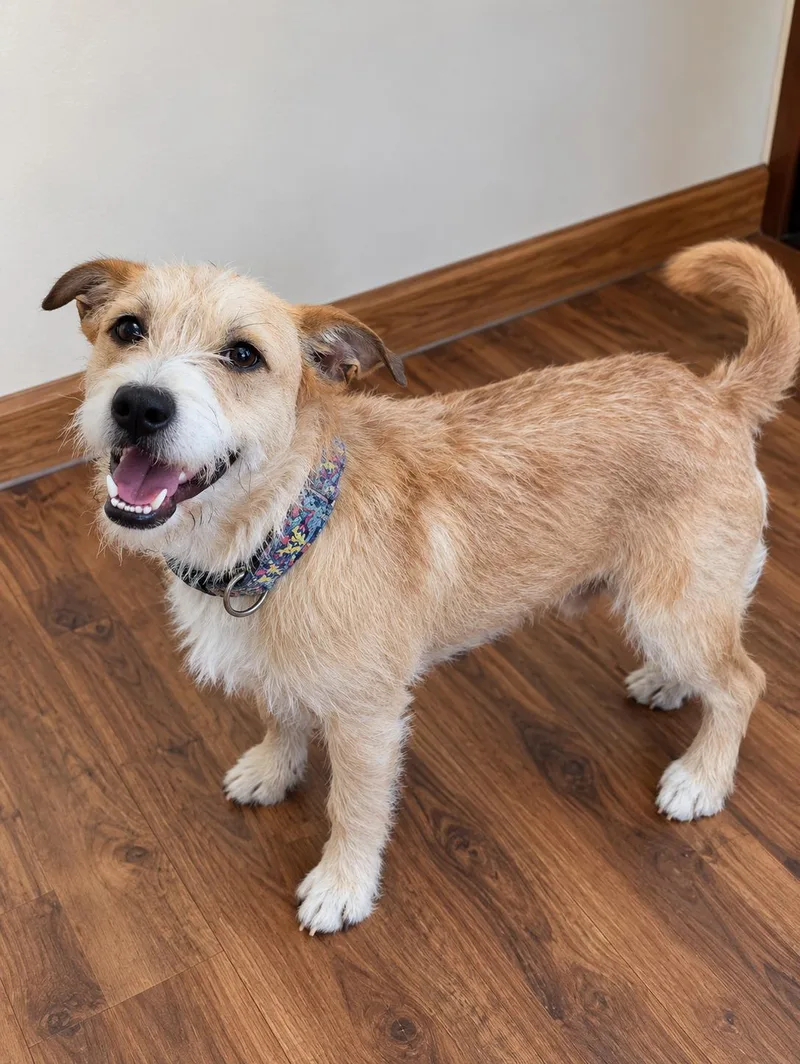 A young medium-sized female Yellow / Tan / Blond / Fawn Border Terrier dog named Wallace for adoption in Magnolia, TX