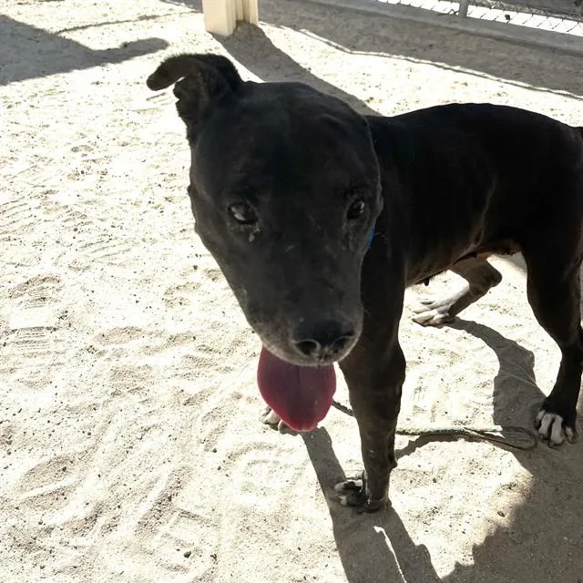 A senior medium-sized female Shepherd dog named Nijah for adoption in Thousand Palms, CA