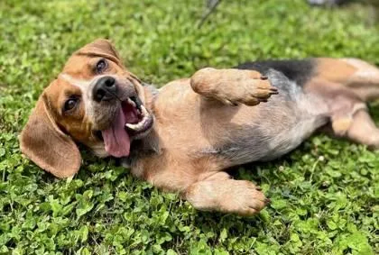 An adult small-sized male Beagle dog named Henry for adoption in Malvern, PA