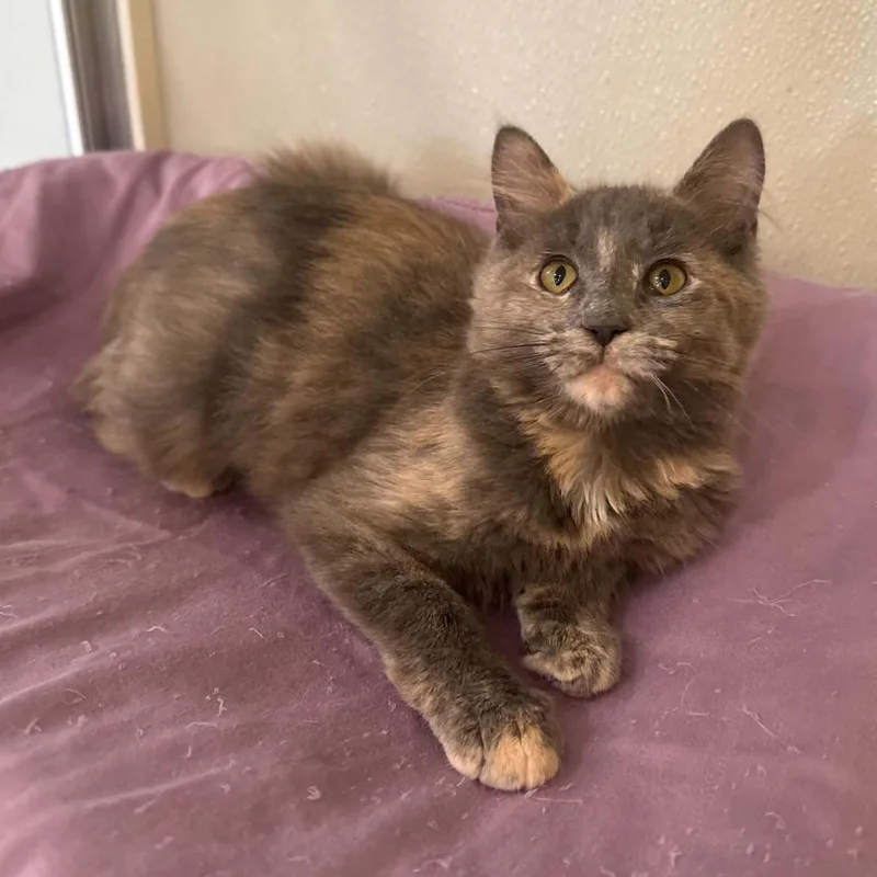 A baby medium-sized female Dilute Tortoiseshell Domestic Medium Hair cat named Texas for adoption in Penn Yan, NY