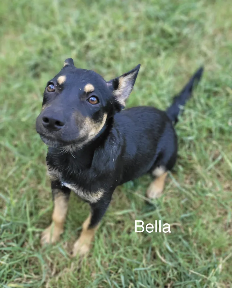 Bella