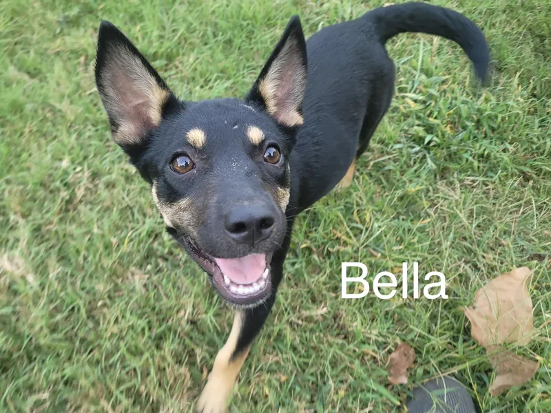 Bella thumbnail 2