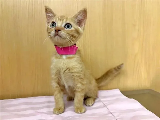 A baby small-sized female Domestic Short Hair cat named Lemon for adoption in Saint Louis, MO
