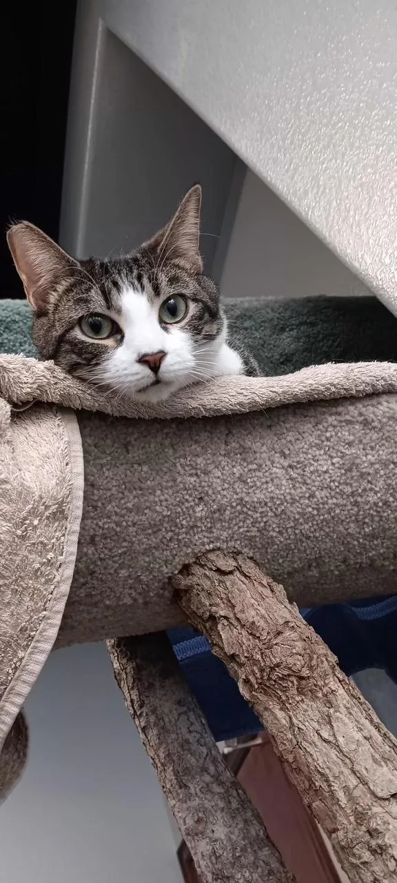 A young medium-sized female Gray & White Domestic Short Hair cat named Bluey for adoption in Las Vegas, NV