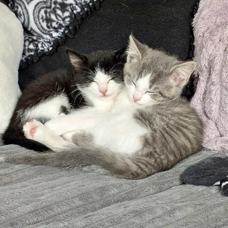 A baby medium-sized male Tabby (Gray / Blue / Silver) Domestic Short Hair cat named Bumble for adoption in Richmond, VA