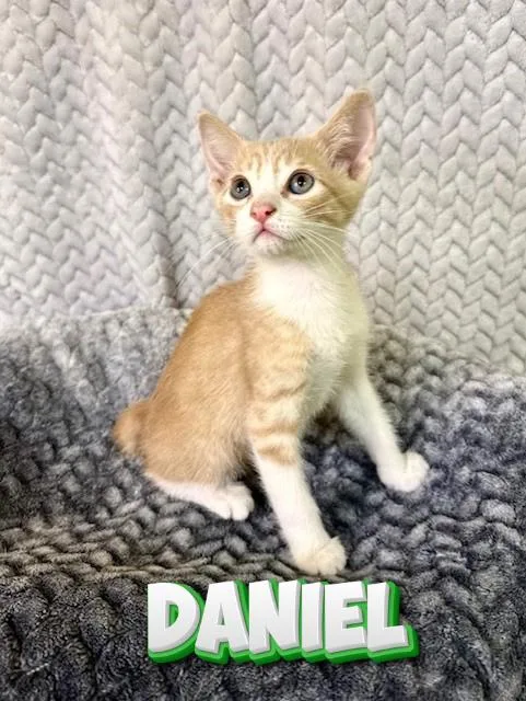 A baby medium-sized male Buff & White Domestic Short Hair cat named Daniel for adoption in Comfort, TX