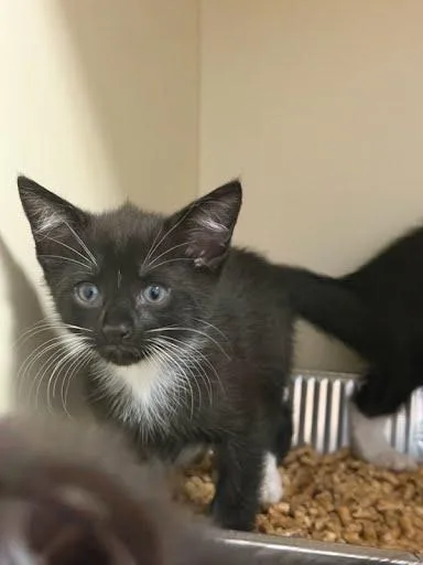 A baby small-sized male Domestic Short Hair cat named Macaroni for adoption in Chamblee, GA