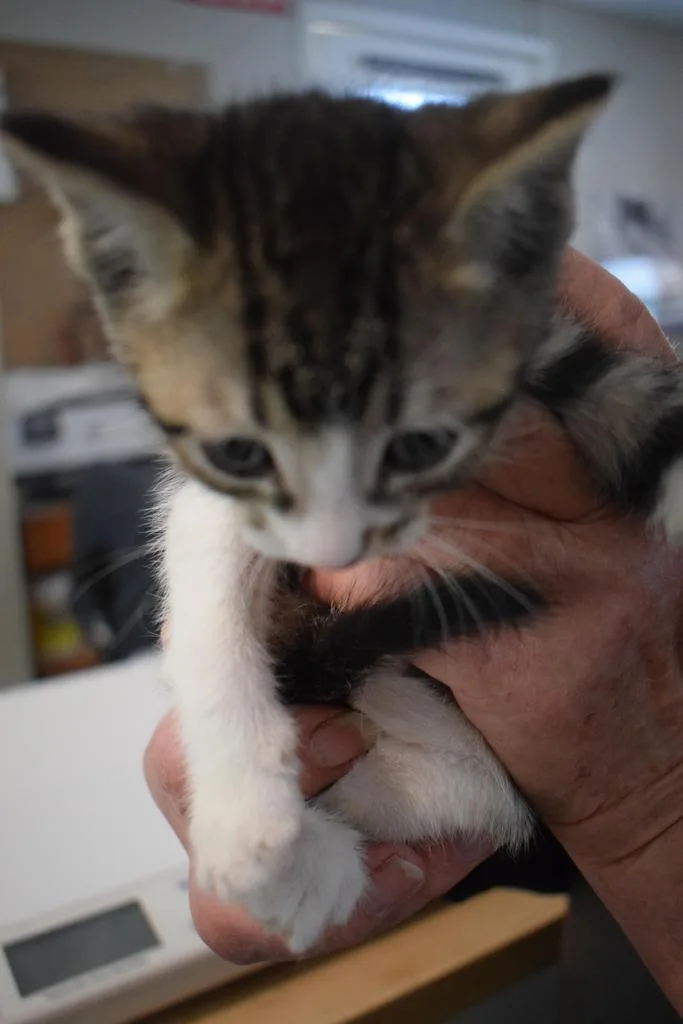 A baby small-sized male Domestic Short Hair cat named Clover for adoption in Pahrump, NV