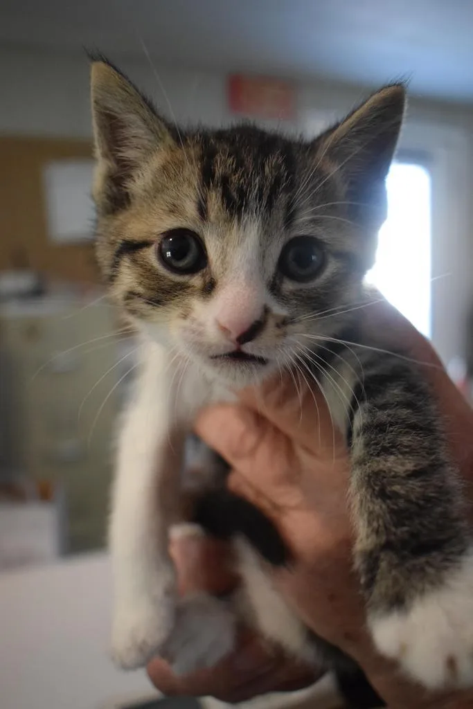 Clover thumbnail 2