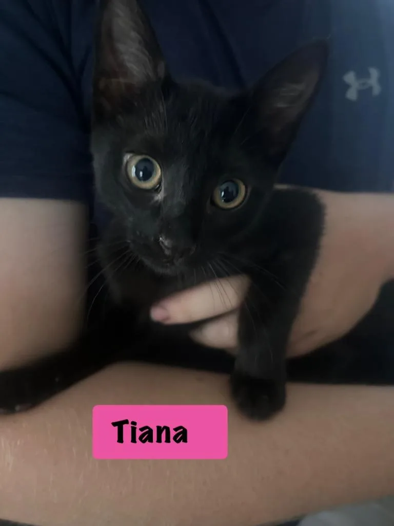A baby medium-sized female Domestic Short Hair cat named Tiana for adoption in Hoover , AL