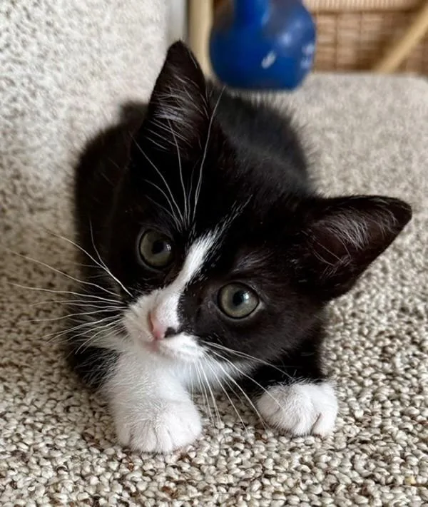 A baby small-sized female Domestic Short Hair cat named Fatali Pepper for adoption in Novato, CA