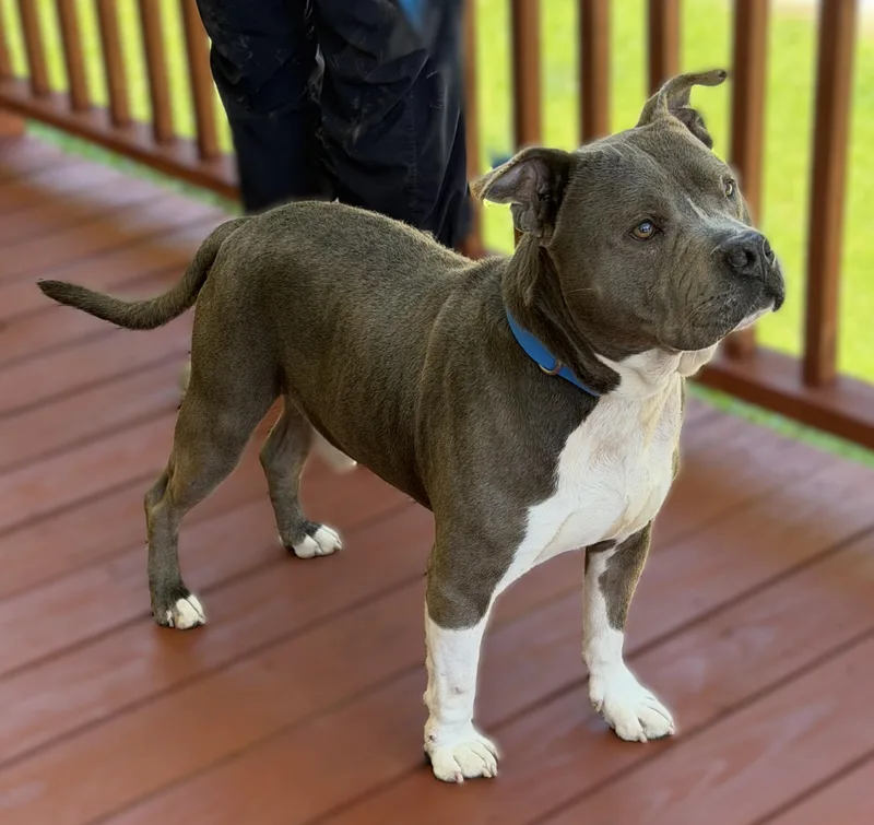 An adult medium-sized male Gray / Blue / Silver Pit Bull Terrier dog named Maverick for adoption in Slidell, LA