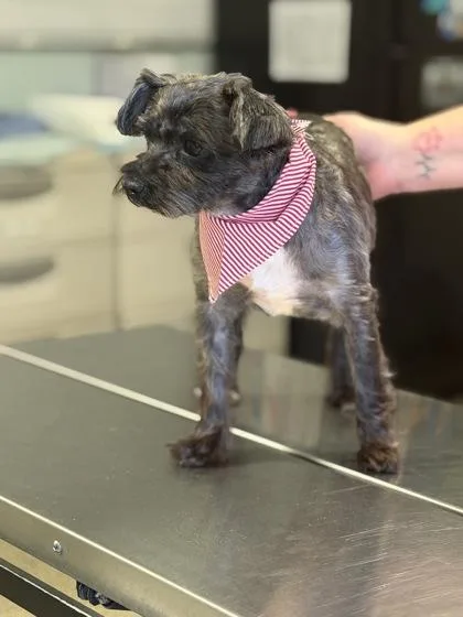 An adult small-sized female Mixed Breed dog named Toto for adoption in Cincinnati, OH