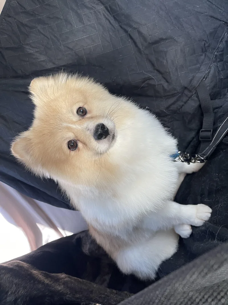 Cannoli