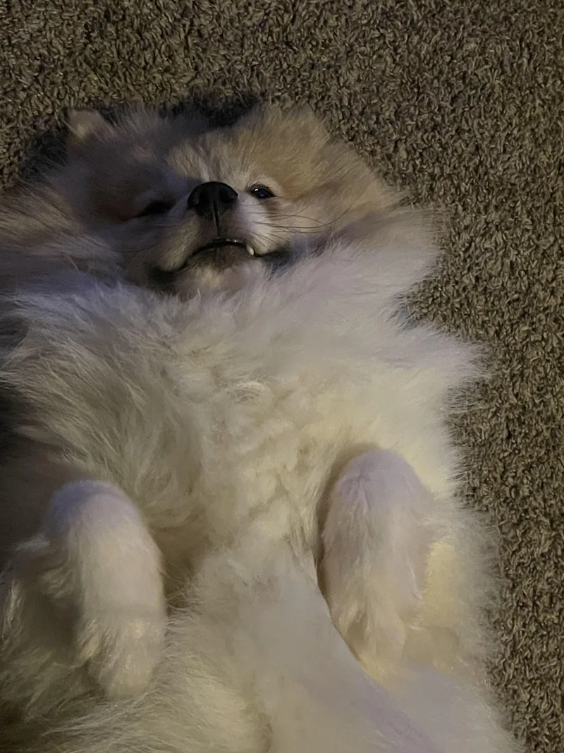 Cannoli thumbnail 3