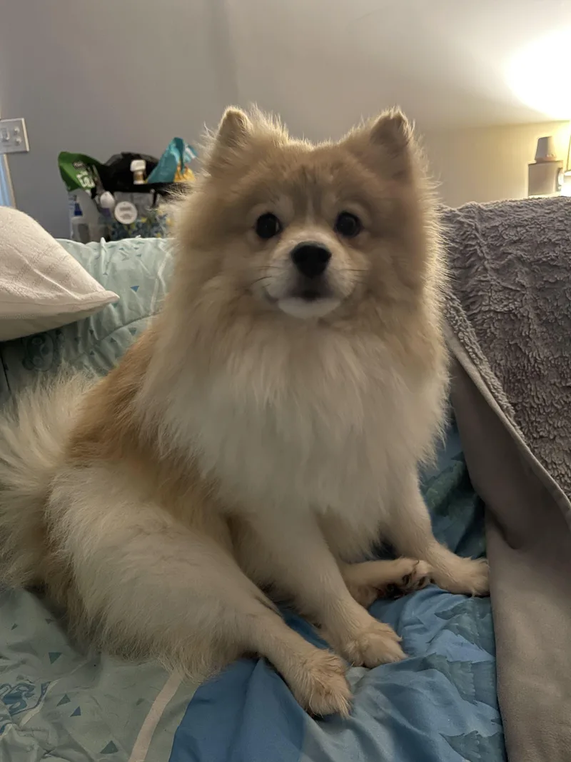 Cannoli thumbnail 5