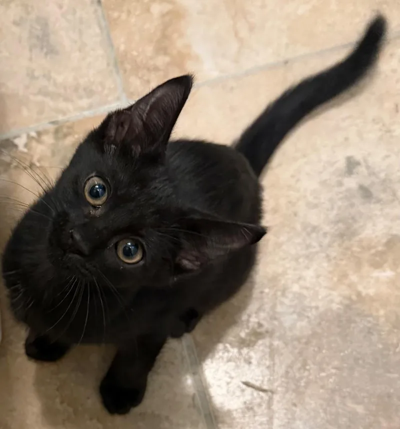 A baby medium-sized female Domestic Short Hair cat named Chevy for adoption in Youngsville, NC