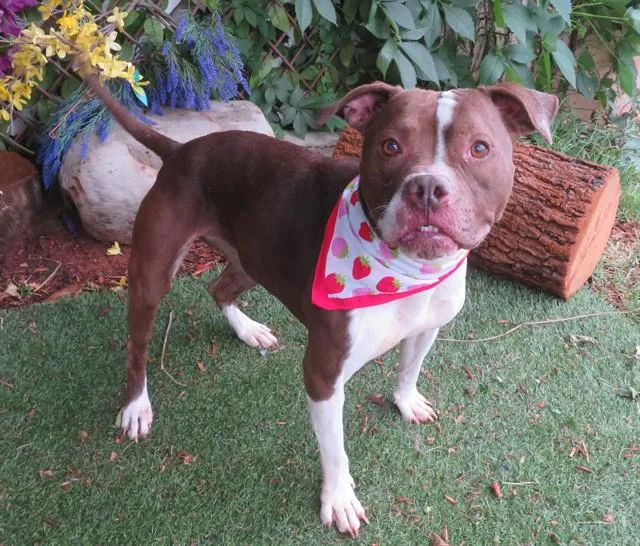 An adult large-sized female Pit Bull Terrier dog named Buela for adoption in Oklahoma City, OK