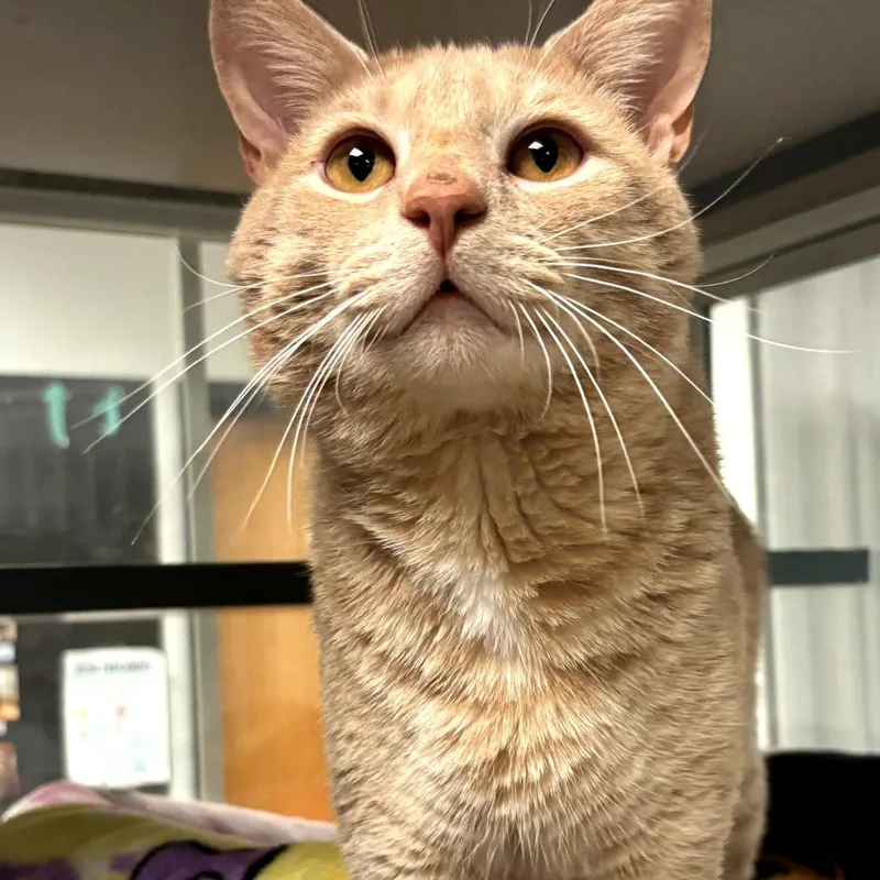 An adult medium-sized male Buff / Tan / Fawn Domestic Short Hair cat named Justice for adoption in Walden, NY