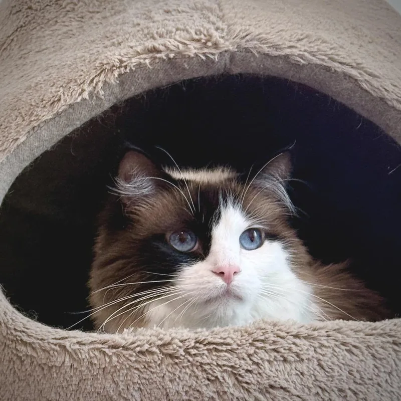 An adult medium-sized female Cream / Ivory Domestic Long Hair cat named Luna for adoption in Springfield, OR