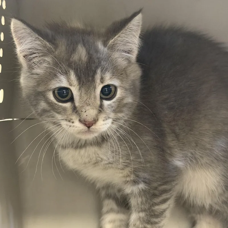 A baby small-sized female Gray / Blue / Silver Domestic Short Hair cat named Horse Radish for adoption in Rifle, CO